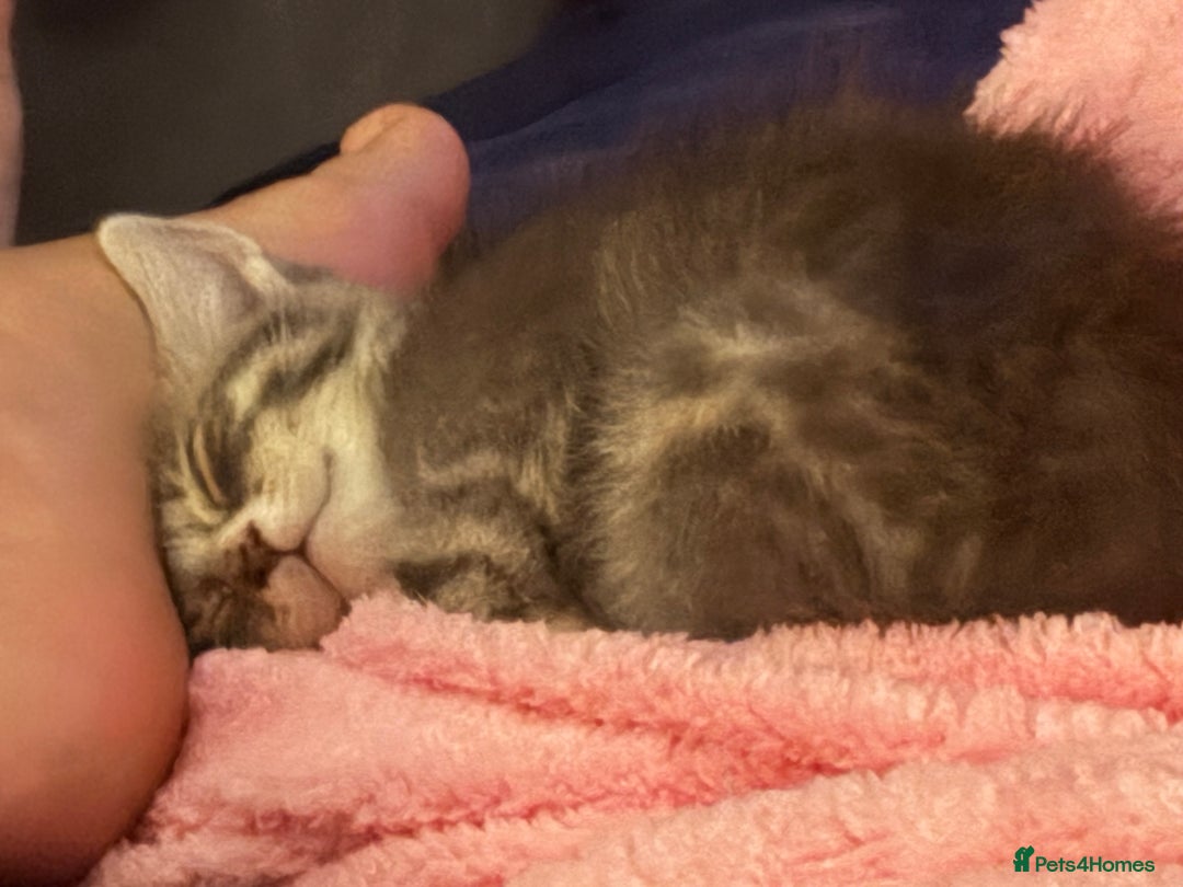 Mixed Breed cats for sale: Half ragdoll girl kittens ready now  - Image 16