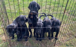 Labrador Retriever dogs for sale: 3 black labrador puppies  - Image 5