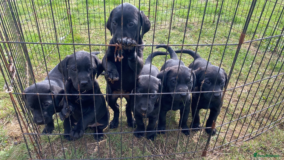 Labrador Retriever dogs for sale: 3 black labrador puppies  - Image 5