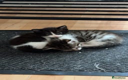 Mixed Breed cats for sale: Two female mixed kittens for sale - Image 1