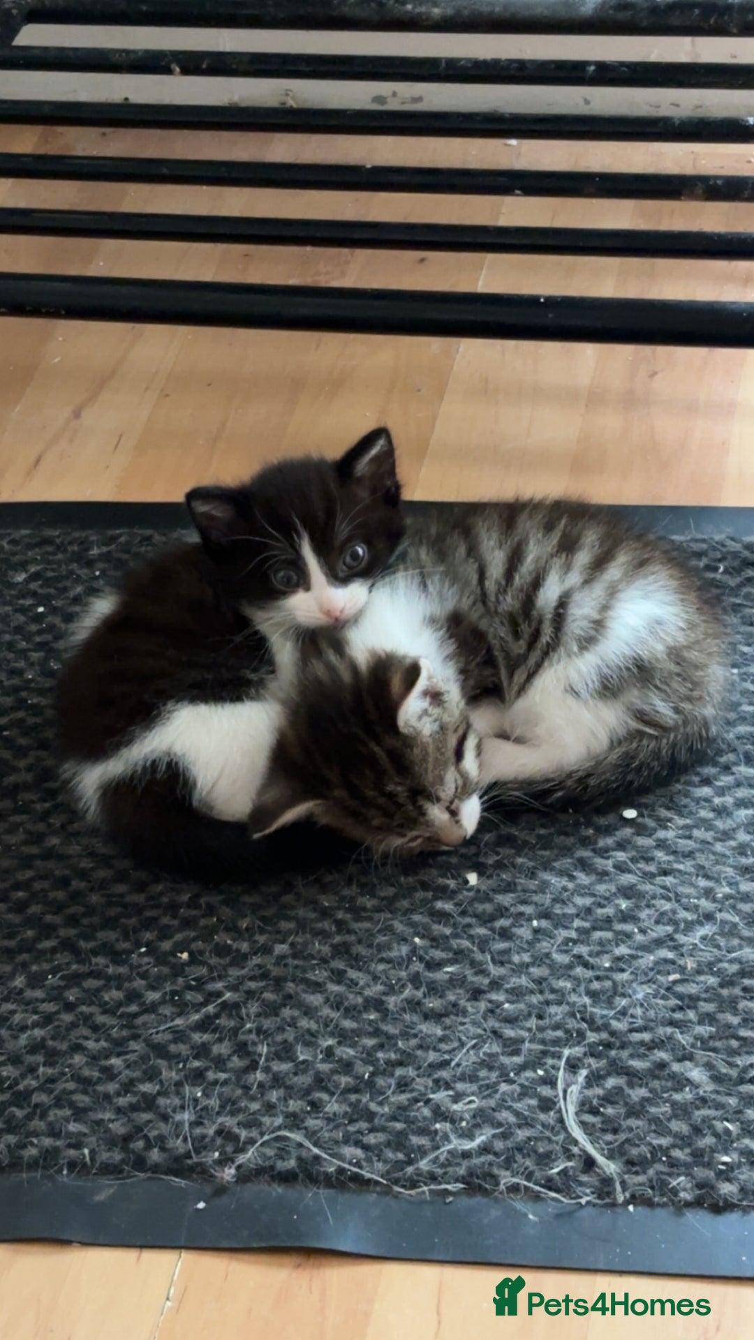 Mixed Breed cats for sale: Two female mixed kittens for sale - Image 1