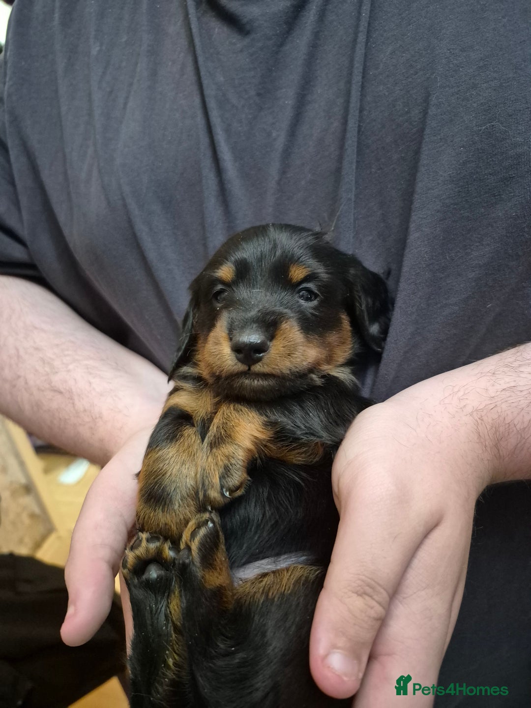 Dachshund dogs for sale: Dachshund  - Advert 3