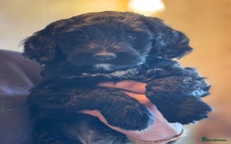 Portuguese Water Dog dogs for sale: ARTSEADOG KC registered Pure Portuguese Waterdogs - Image 33