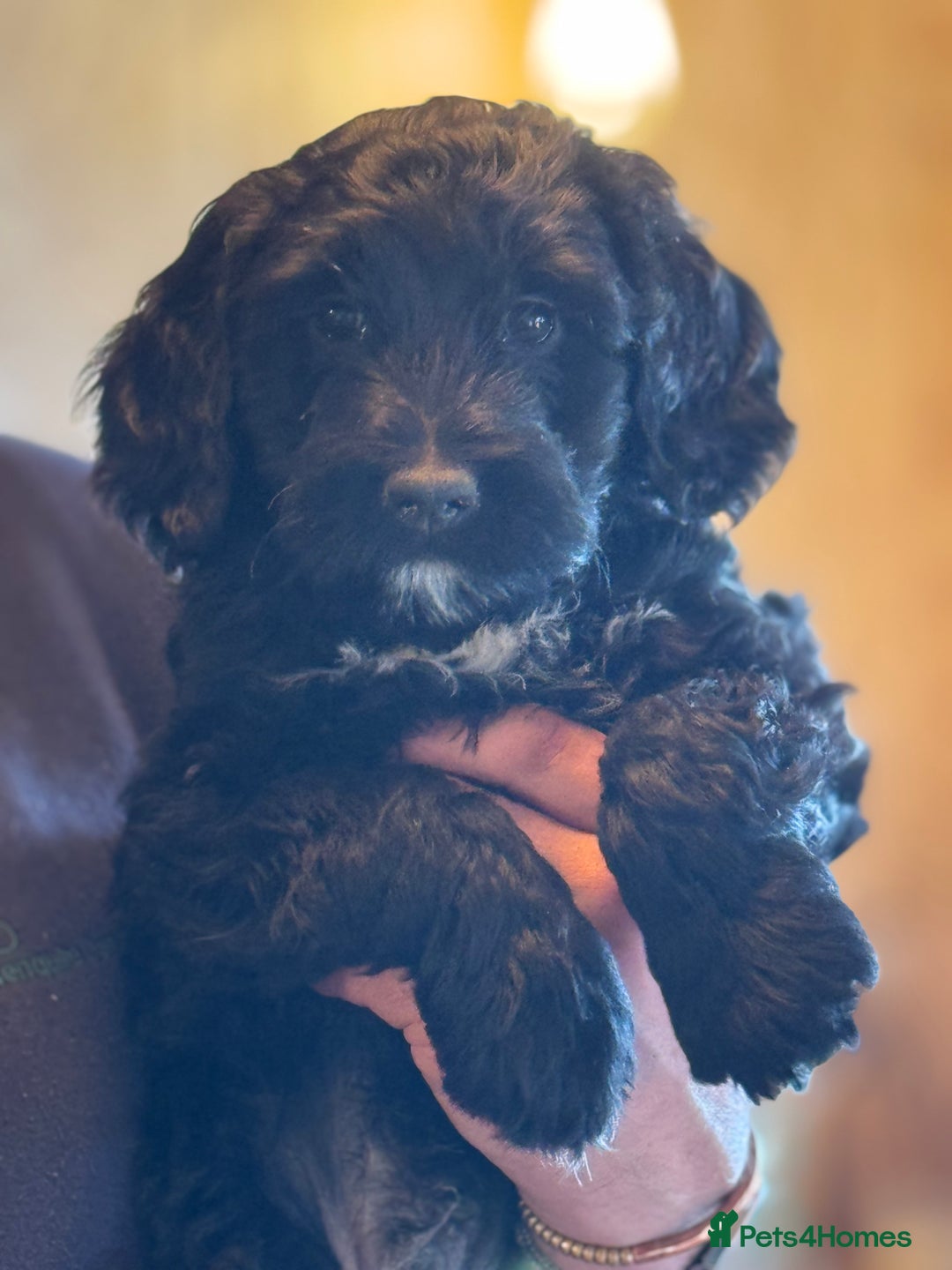 Portuguese Water Dog dogs for sale: ARTSEADOG KC registered Pure Portuguese Waterdogs - Image 33