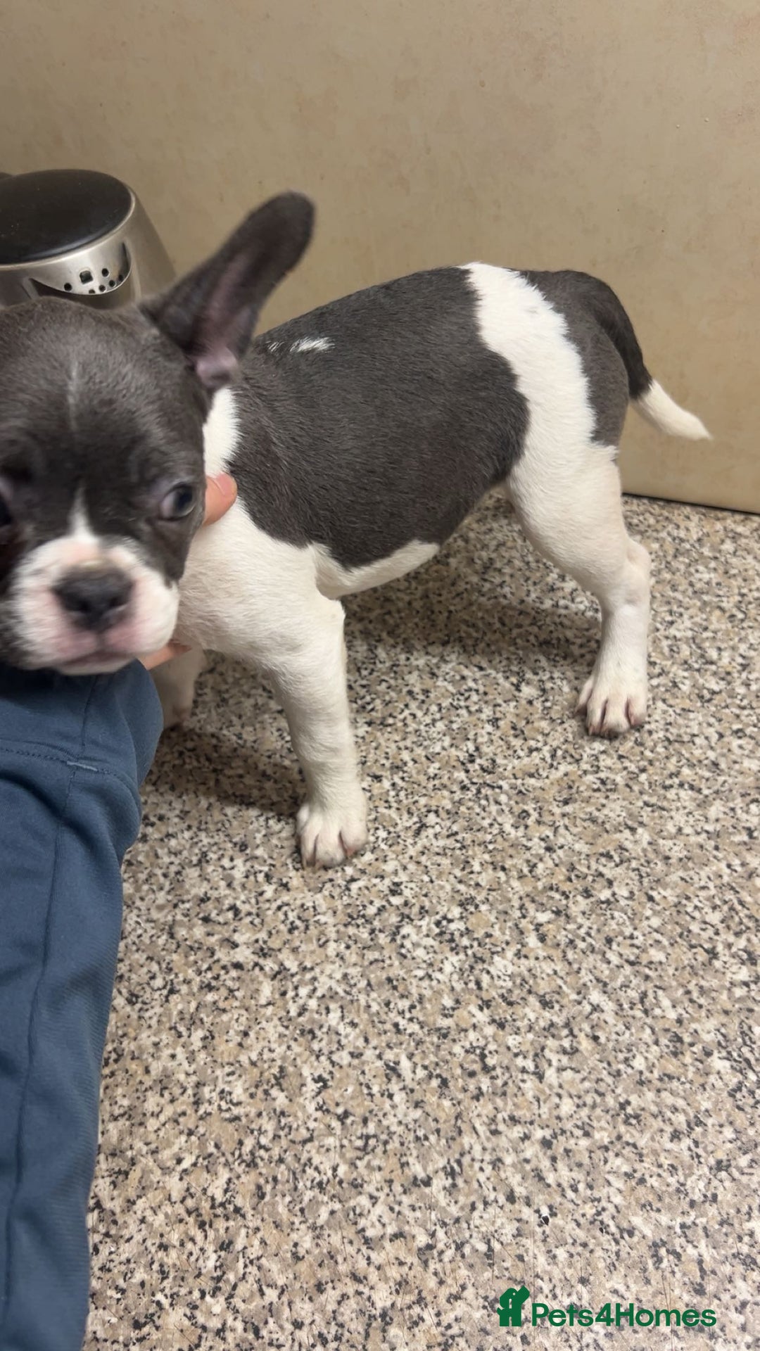 French Bulldog dogs for sale: French bulldog pups 07495497432 - Image 7