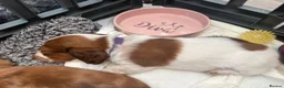 Miniature Dachshund dogs for sale: Long haired miniature dachshunds  in Liverpool - Advert 27