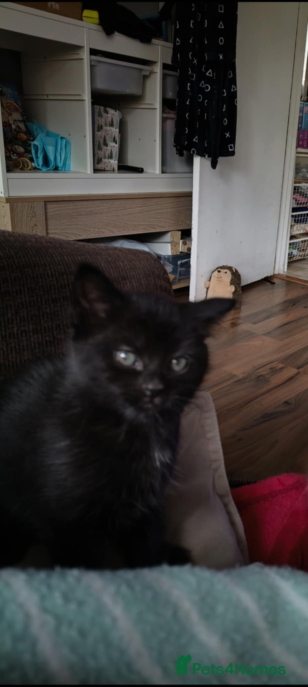 Domestic Shorthair cats for sale: 4 beautiful kittens for sale  - Advert 22