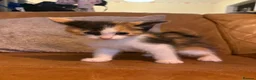 Mixed Breed cats for sale: 6/7 Week old Tortoise Female Kitten - Advert 23