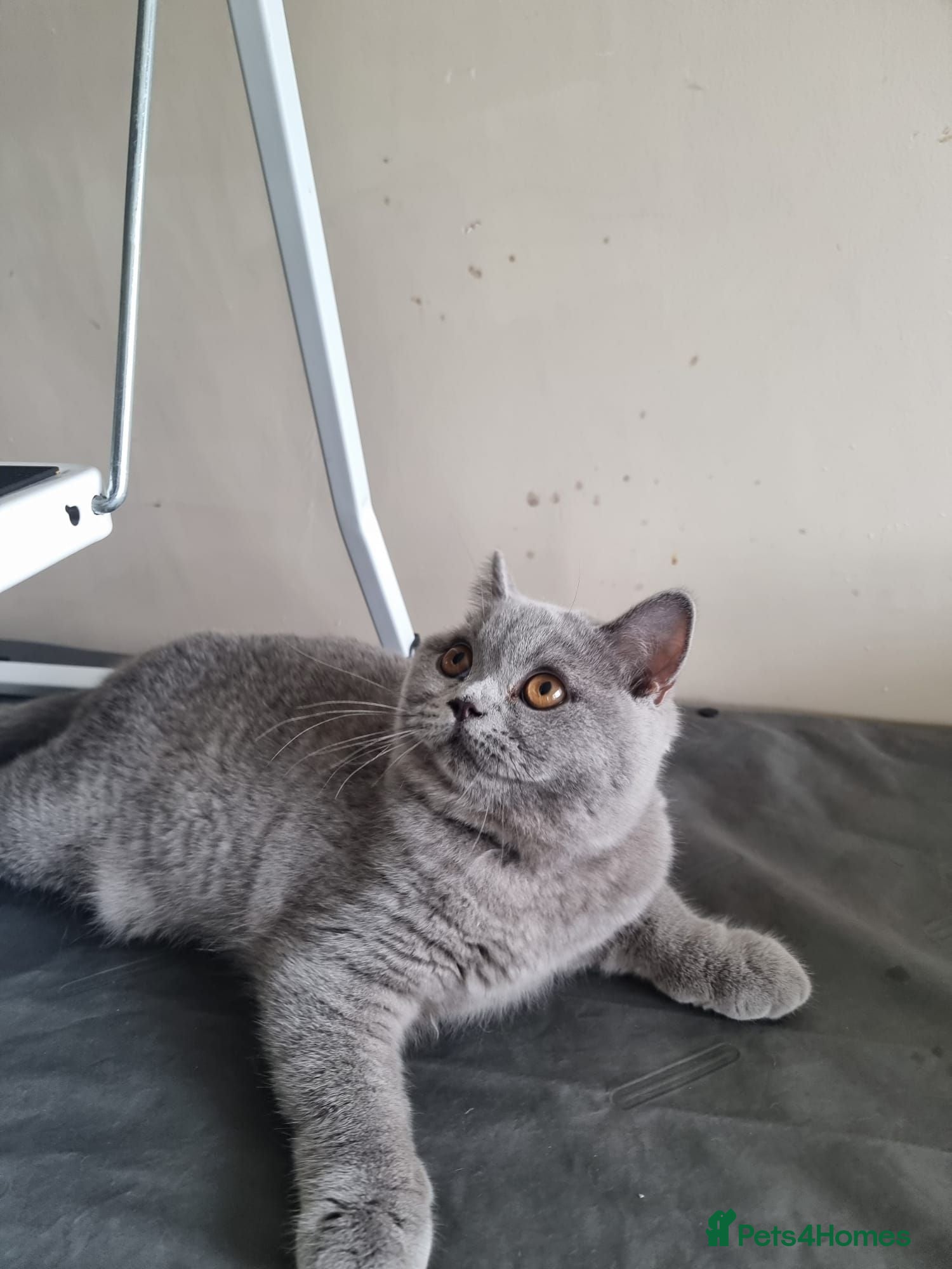 British Shorthair cats Last Female Quality Kind Healthy GCCF Pedigree - Advert 1