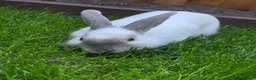 Mixed Breed rabbits for sale: Male rabbit  in Chorley - Advert 3