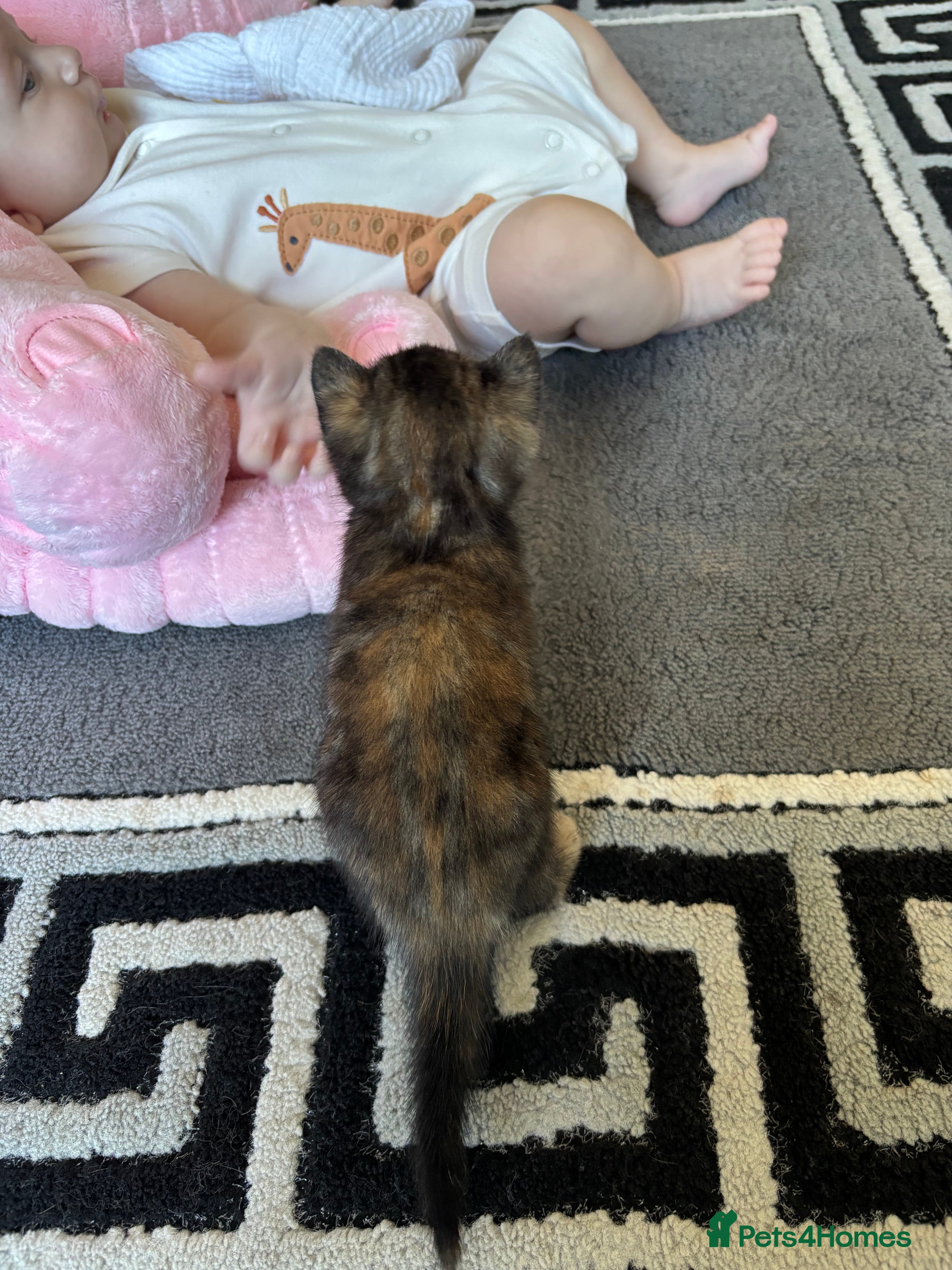 Mixed Breed cats for sale: 5 beautiful kittens for sale!  - Advert 4