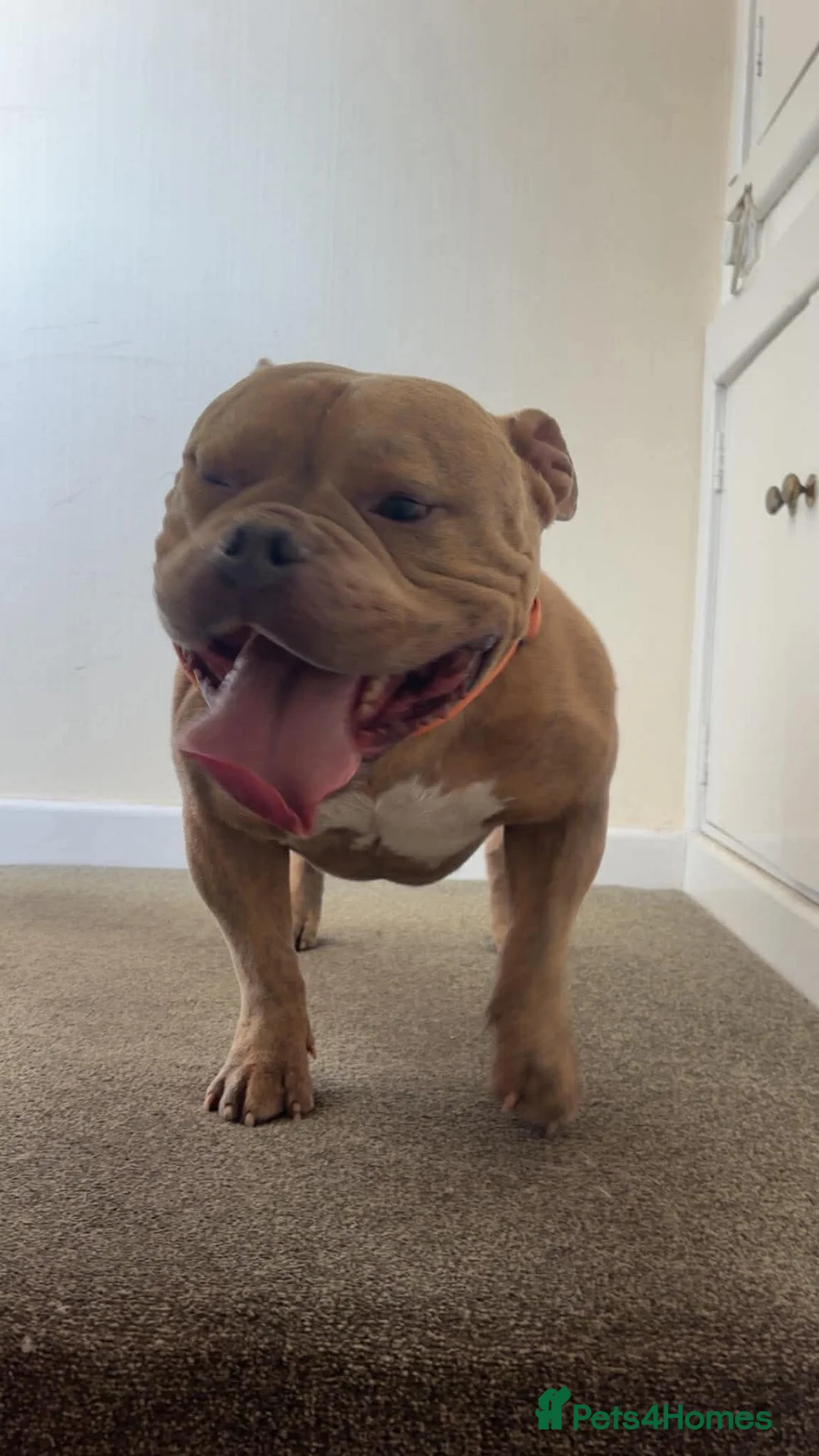 American Bully dogs for sale: Pocket bully ( ghost lilac tri ) in Southport - Advert 4