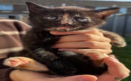 Mixed Breed cats for sale: 5 Gorgeous kittens available now - Image 19
