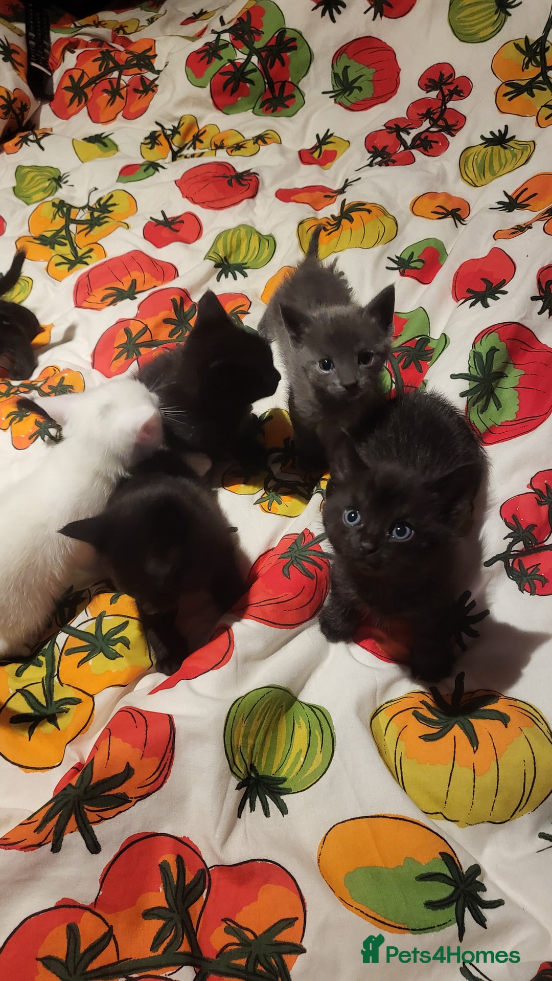 Mixed Breed cats for sale: 7 lovely kittens  - Advert 1
