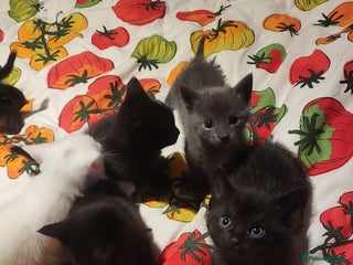 Mixed Breed cats 7 lovely kittens - Advert 1