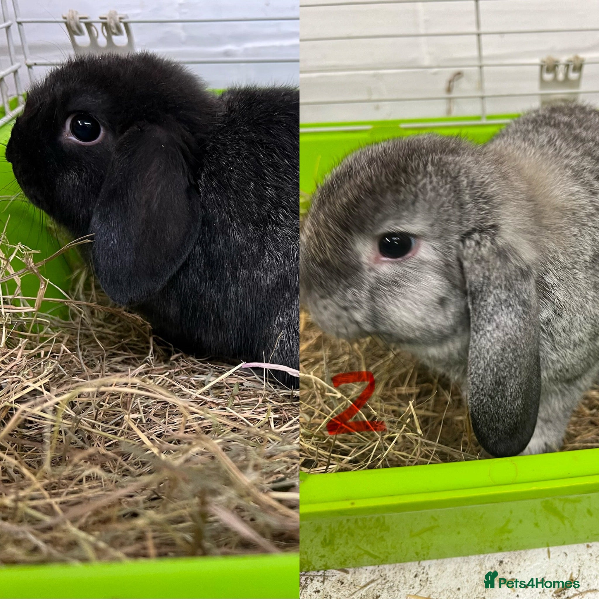 Mini Lop rabbits Beautiful Mini Lop Boys  - Advert 1
