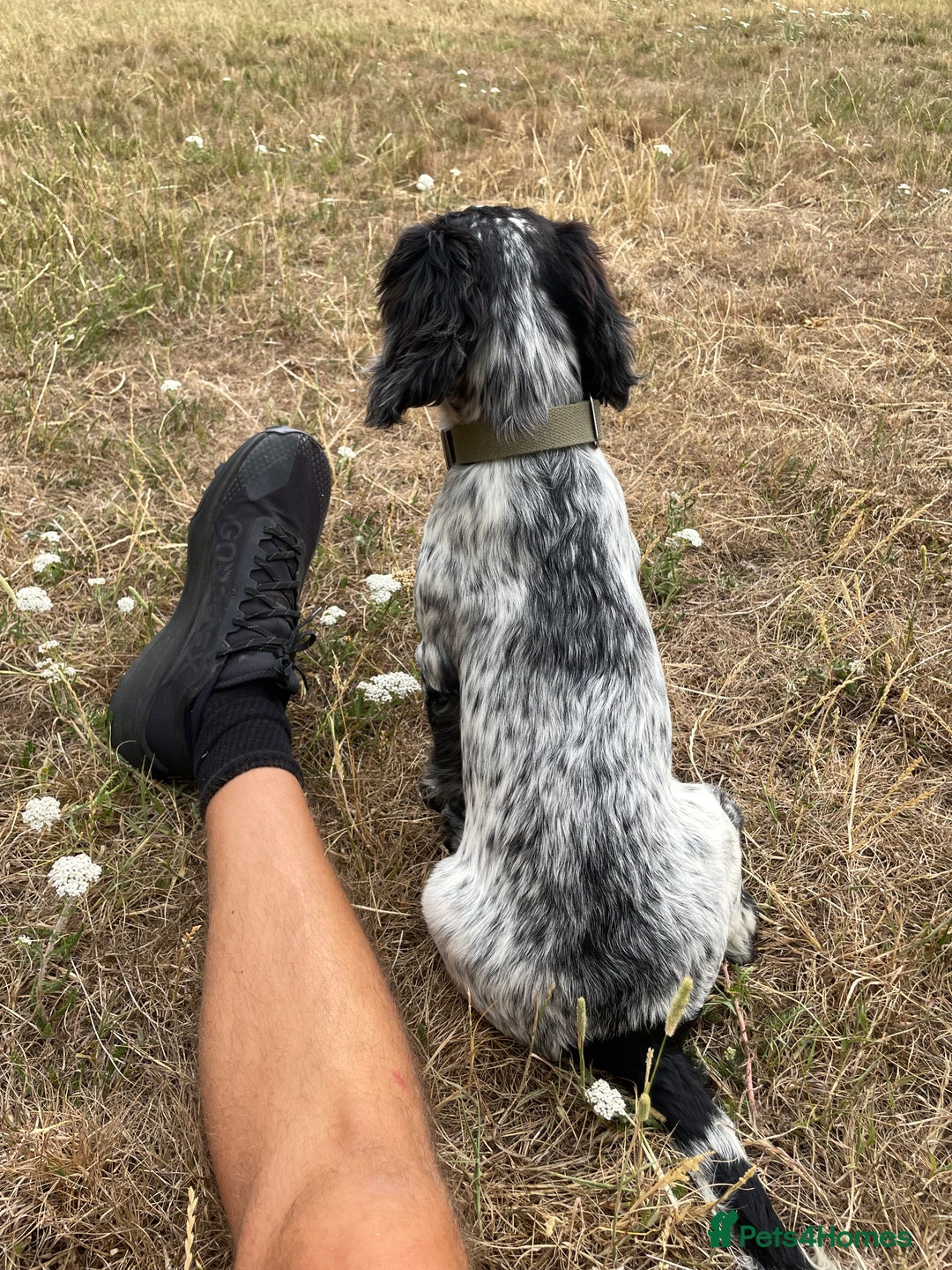 Sprocker dogs for sale: Sprocker pup - Image 3