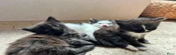 Mixed Breed cats for sale: Queen's 3 little biscuits  - Advert 20
