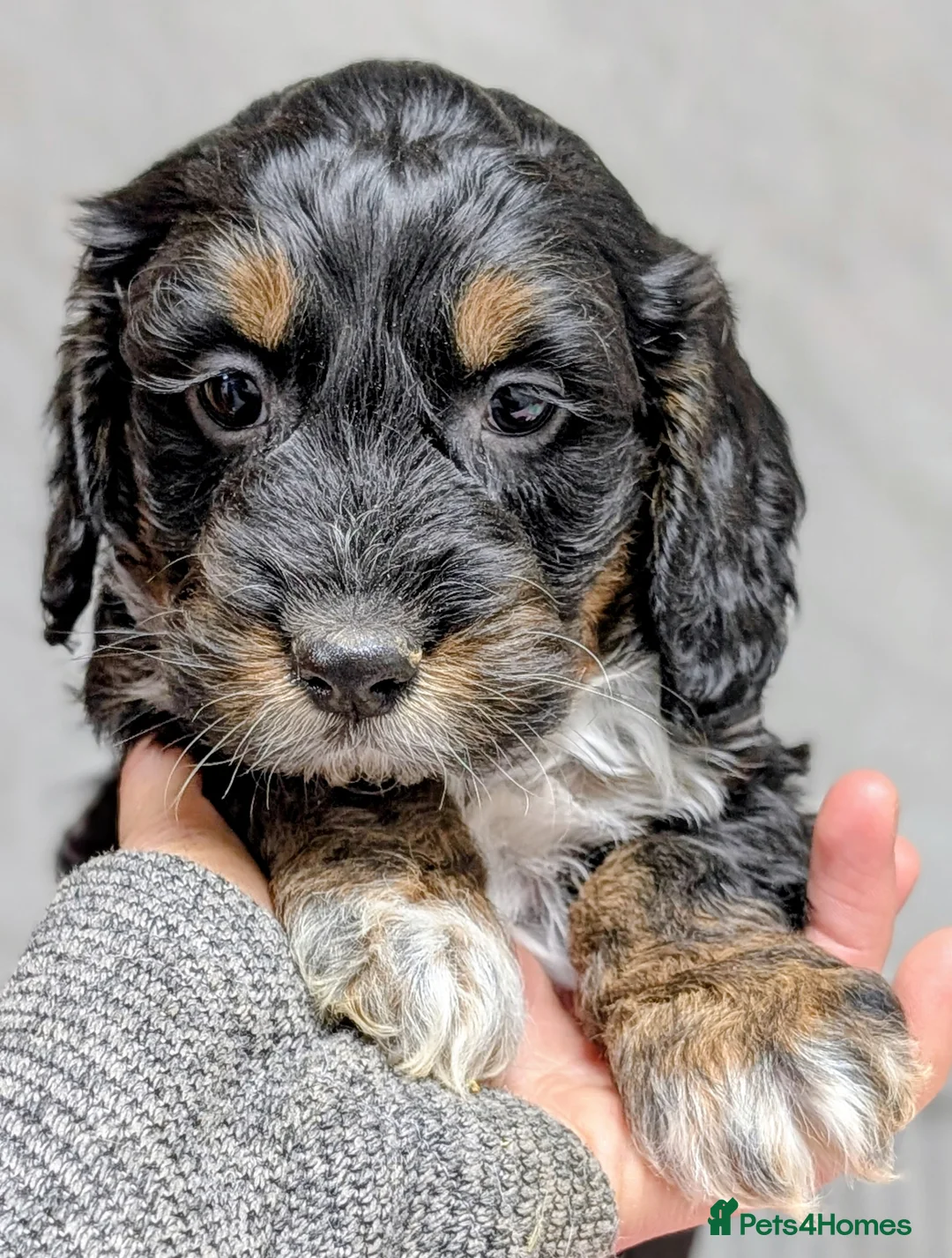 Cockapoo dogs for sale: Licensed breeder, health tested F1 cockapoo pups - Advert 24