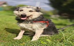 Mixed Breed dogs for adoption: 💙🐶 THEO 🐶💙 - Image 14
