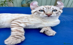 Keetso cats for sale: The best Keetso boy ever  - Image 13