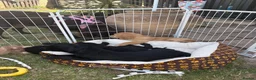Mixed Breed dogs for sale: Stunning litter Flat coat x golden retriever  in Telford - Advert 16