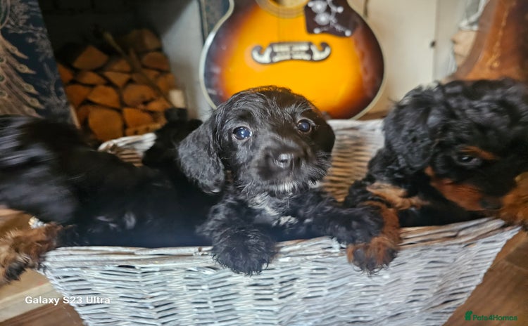 Doxiepoo dogs - Advert 3