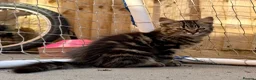 Persian cats for sale: READY TO LEAVE- OPEN TO OFFERS - Advert 3