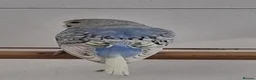 Budgerigars birds for sale: Pretty 9 week old baby budgies ready now !!!  - Advert 3