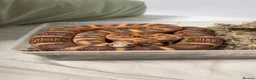 Corn Snake reptiles for sale: scaleless corn snake - Advert 6