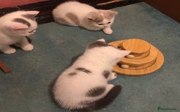 British Shorthair cats for sale: Fabulous mini Dad boy! GCCF IGrCh, GrCh & Ch lines - Image 11