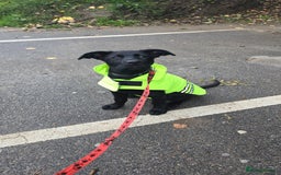 Mixed Breed dogs for sale: Tilly the Sheprador GSD/Lab cross - Image 13