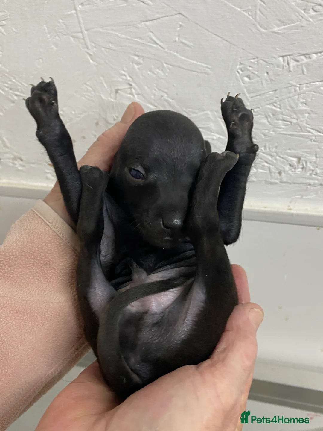 Italian Greyhound dogs for sale: Beautiful Italian Greyhound Puppies - Advert 11