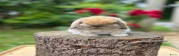 Mini Lop rabbits for sale: ⭐ FRIENDLY BABY MINI LOPS ⭐  - Advert 5