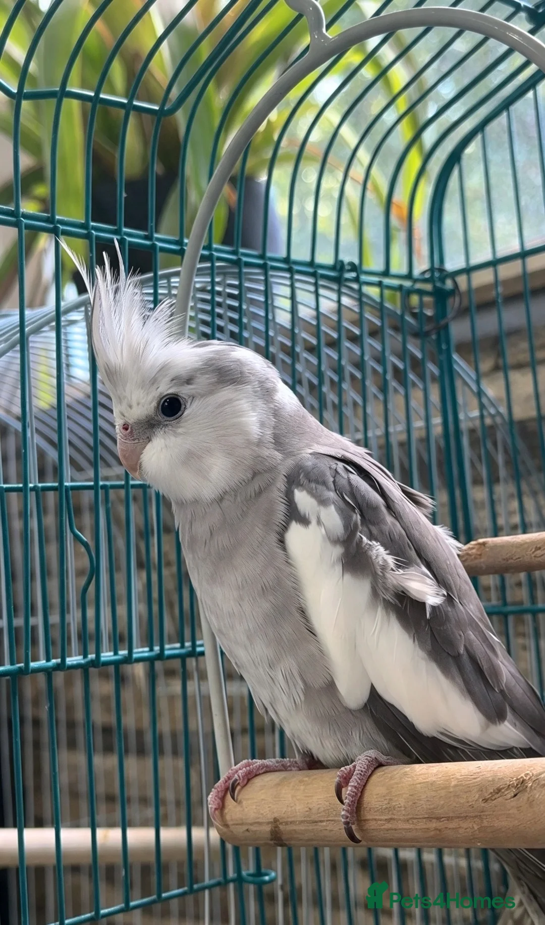 Cockatiels birds for sale: Ringo female bird. - Advert 2