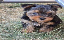Yorkshire Terrier dogs for sale: Yorkshire Terrier teacup puppies  - Image 9