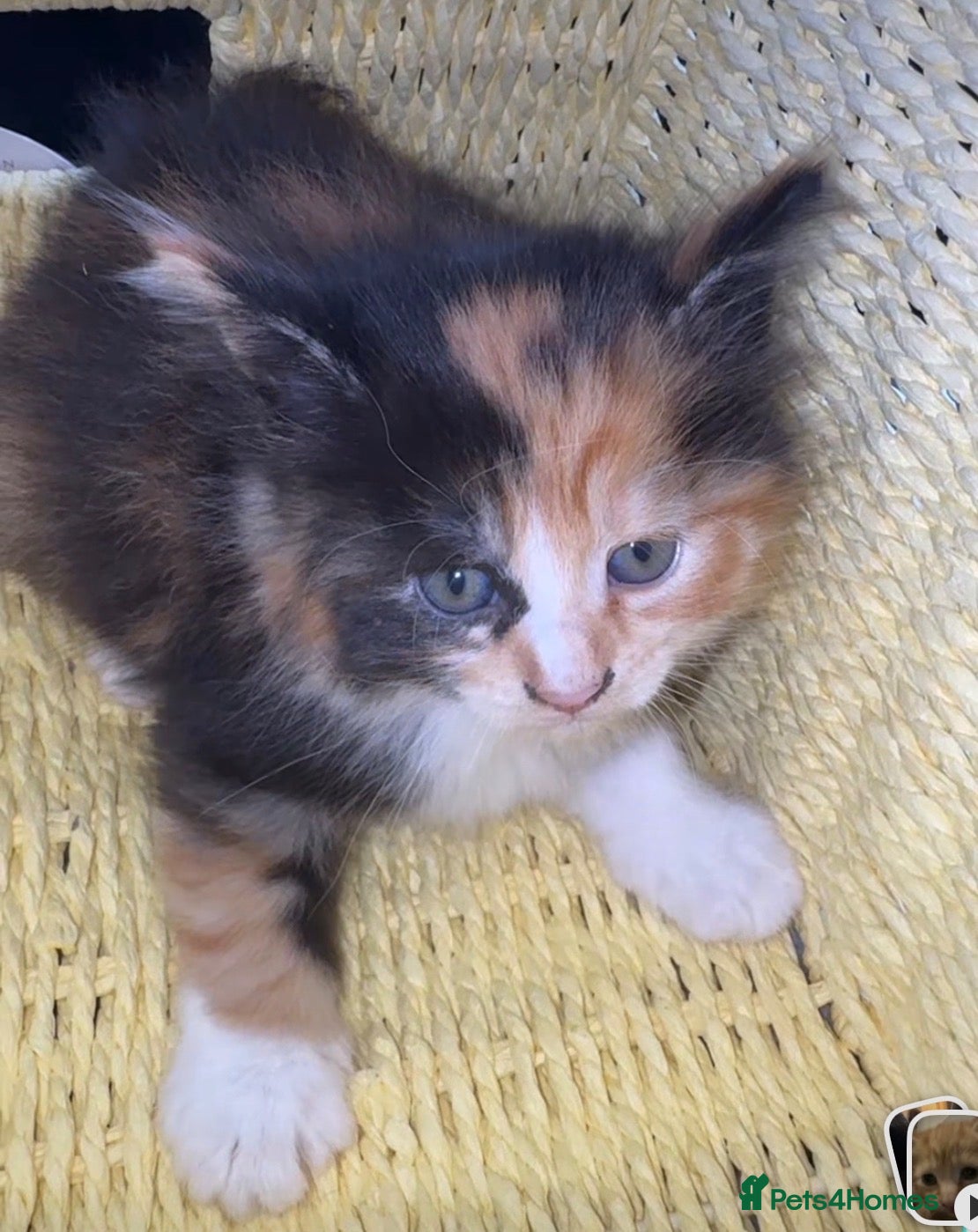 Mixed Breed cats Kittens  - Advert 2