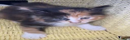 Mixed Breed cats for sale: Kittens  - Advert 1