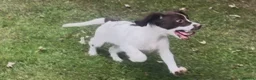 English Springer Spaniel dogs for sale: Springer Spaniel pups for sale  - Advert 9
