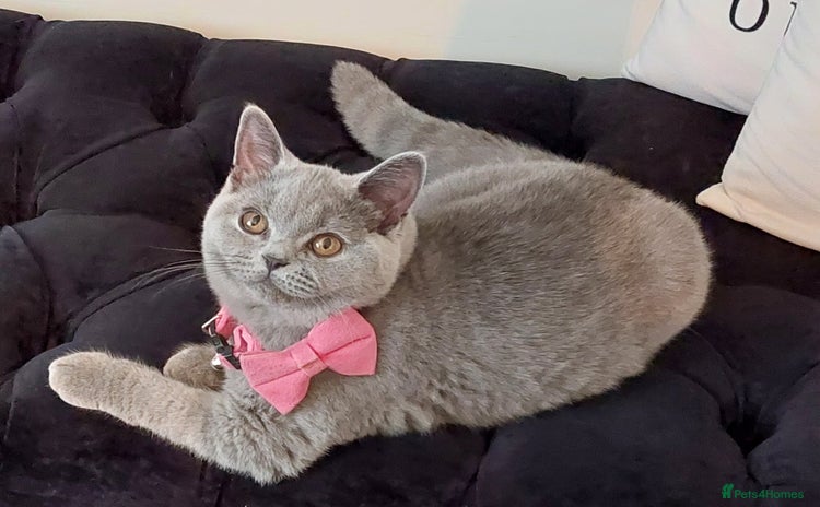 British Shorthair cats in Dudley - Advert 4