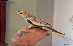 Cockatiels birds for sale: Hand reared baby cocktails very tame lovely birds  - Image 5