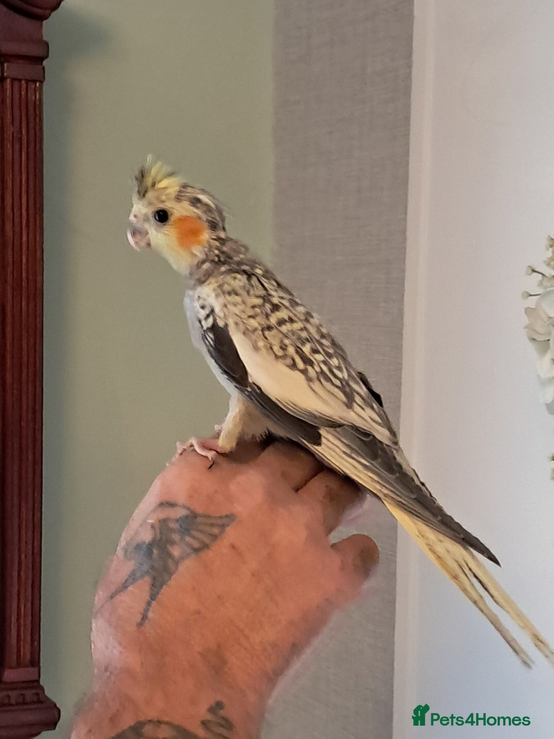 Cockatiels birds for sale: Hand reared baby cocktails very tame lovely birds  - Image 5