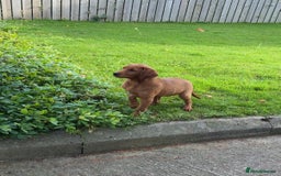 Labrador Retriever dogs for sale: Fox Red /  Mahogany Labradors  - Image 18