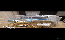 Hamster rodents for sale: Hamster with cage & accessories  - Image 5