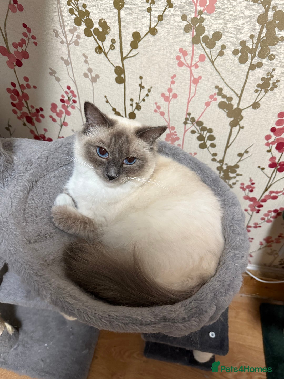 Ragdoll cats for sale: Ragdoll Blue Point/ Bicolor For Sale!!! - Advert 2
