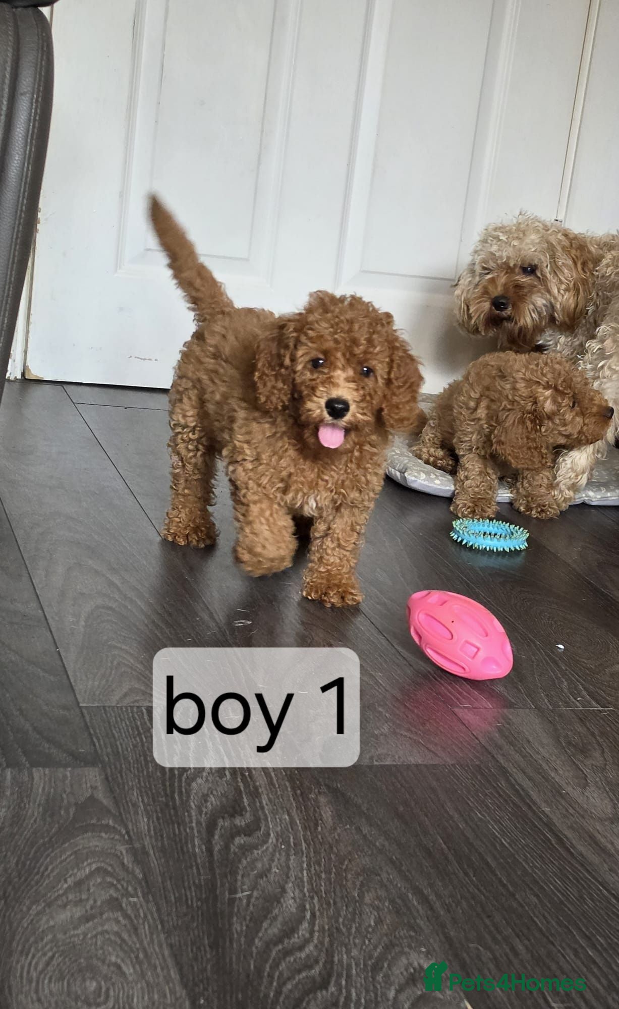 Cavapoo dogs BOYS LEFT ONLY cavapoo pups ready to leave  - Advert 1