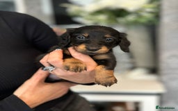 Dachshund dogs for sale: Miniature long hair dachshunds - Image 11