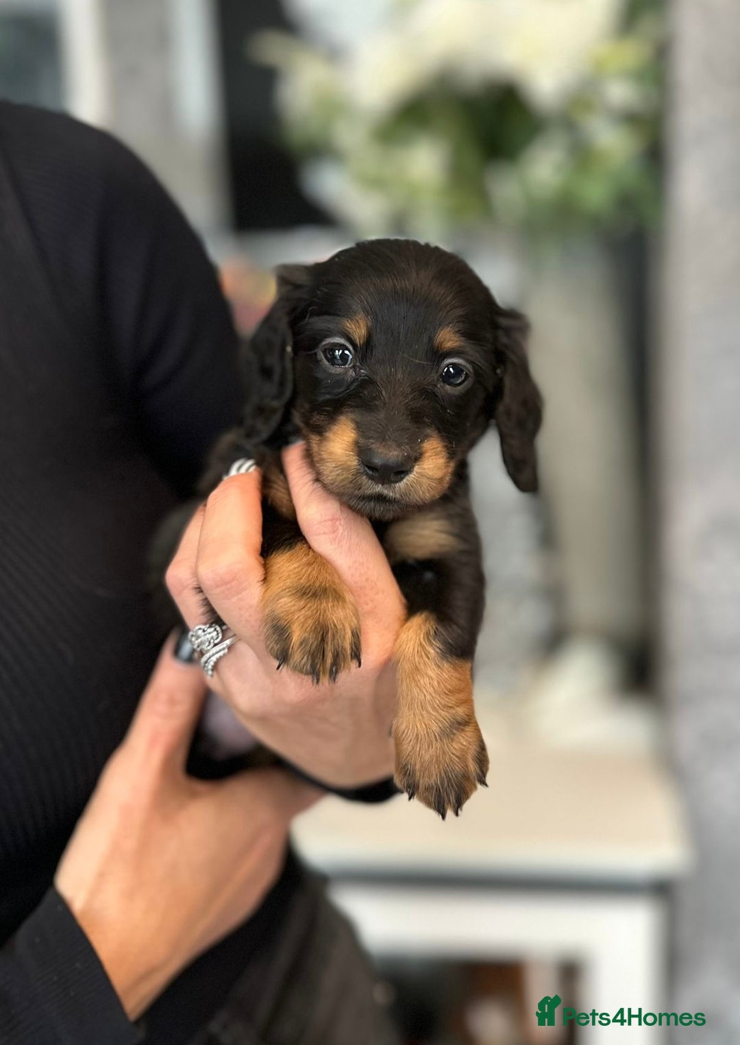 Dachshund dogs for sale: Miniature long hair dachshunds - Image 11