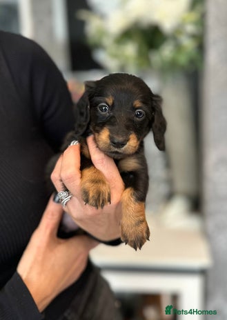 Miniature Dachshund dogs - Advert 2