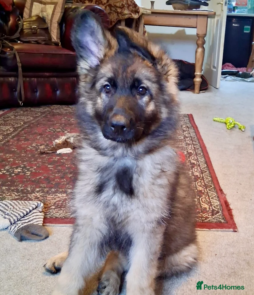German Shepherd dogs for sale: Exceptional KC Health tested L/C Puppies  - Advert 16